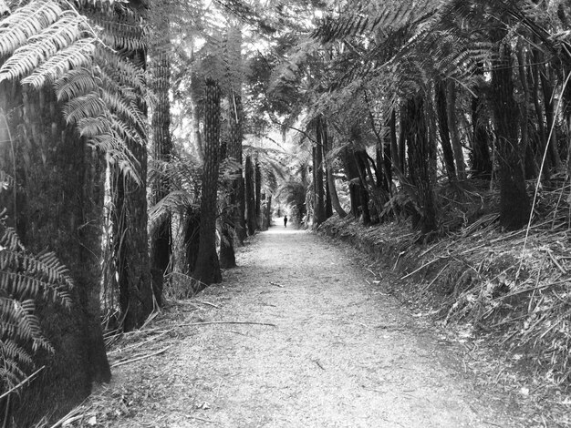 Photo un sentier au milieu des arbres dans la forêt