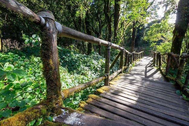 Un sentier au milieu des arbres dans la forêt