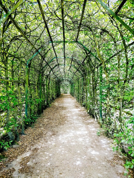 Un sentier au milieu des arbres dans la forêt