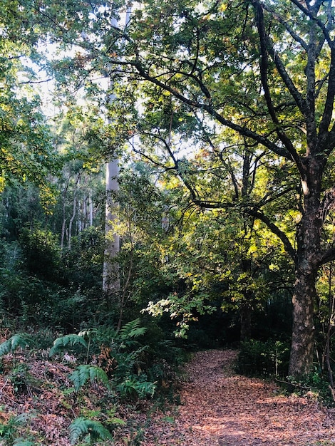 Photo un sentier au milieu des arbres dans la forêt