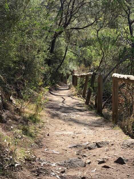 Un sentier au milieu des arbres dans la forêt