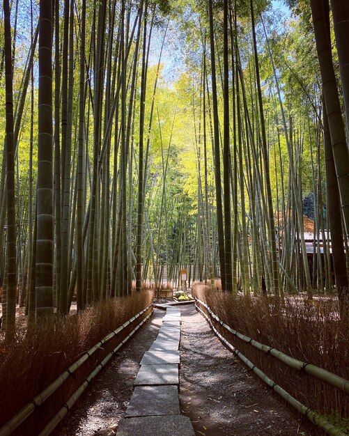 Photo un sentier au milieu des arbres dans la forêt