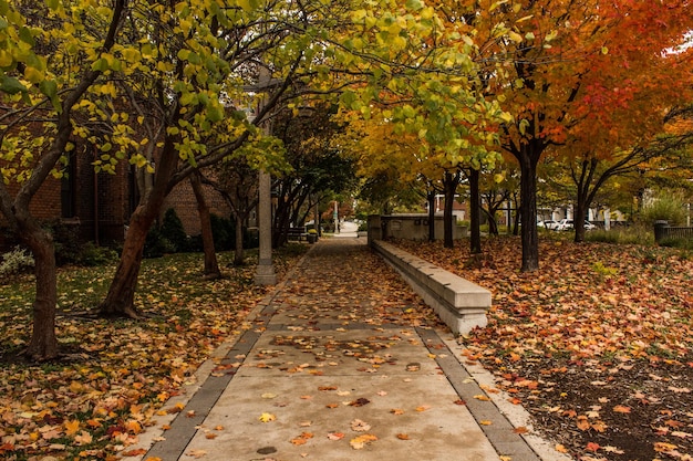 Un sentier au milieu des arbres dans le parc en automne