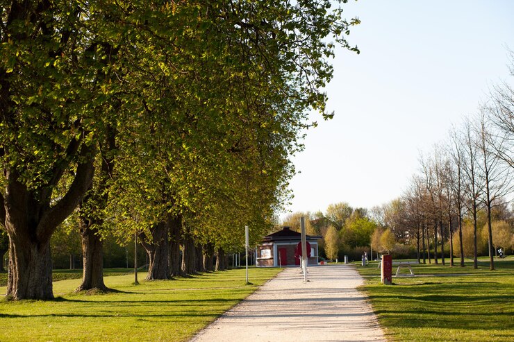 Photo un sentier au milieu des arbres dans le parc contre le ciel