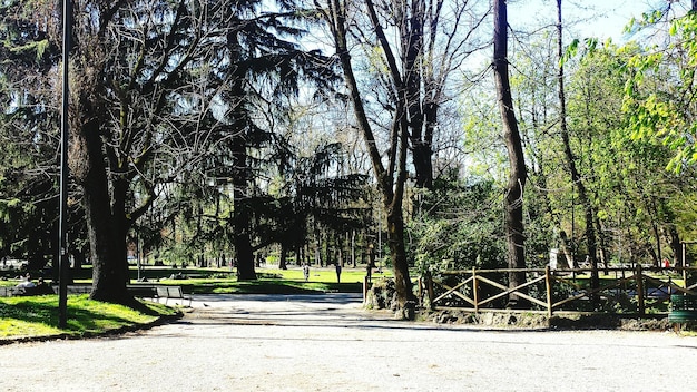 Sentier au milieu des arbres dans le parc