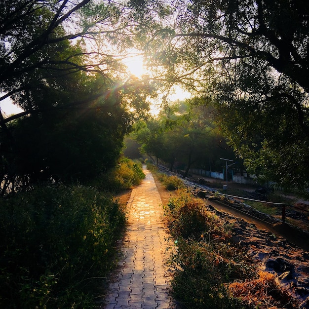 Photo un sentier au milieu des arbres et des plantes contre le ciel