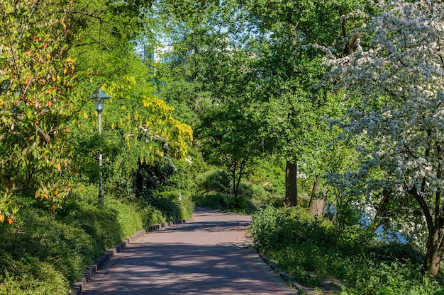 Photo un sentier au milieu des arbres