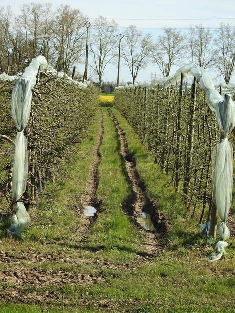 Photo un sentier au milieu du vignoble contre le ciel