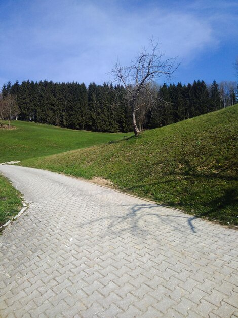 Un sentier au milieu de l'herbe et des arbres contre le ciel