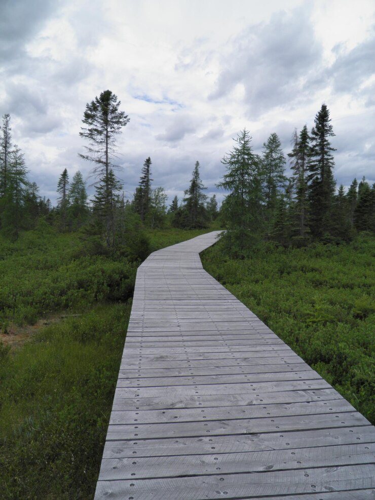 Photo un sentier au milieu des pins contre le ciel