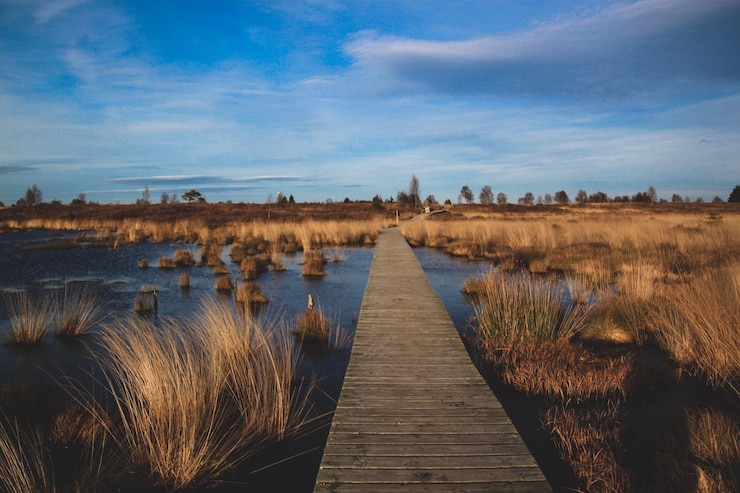 Photo un sentier au milieu des plantes sur le champ contre le ciel