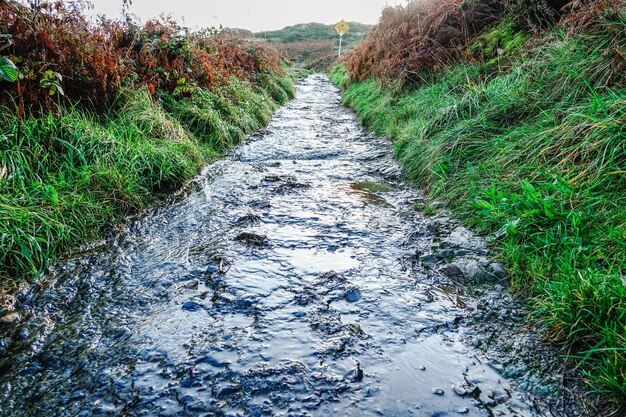 Photo un sentier au milieu des plantes sur le champ