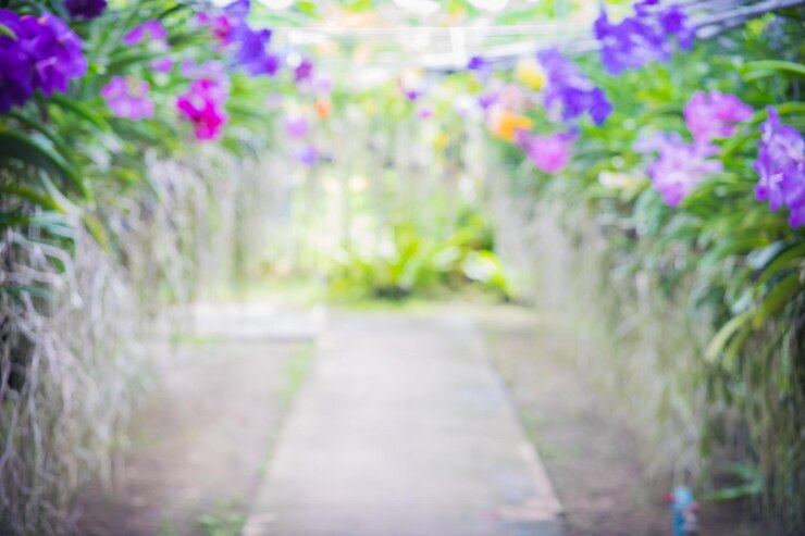 Photo un sentier au milieu des plantes