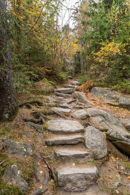 Un sentier au milieu des rochers de la forêt