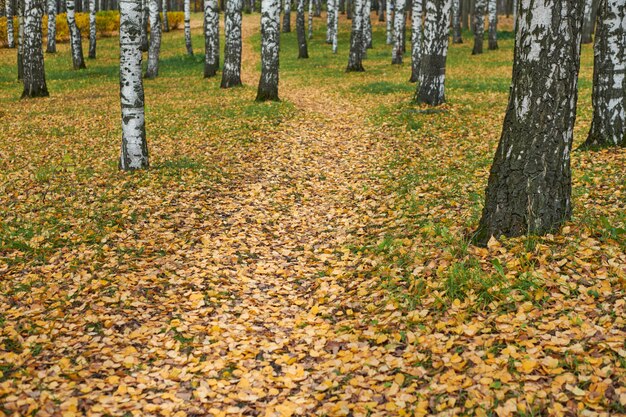 Sentier d'automne dans le parc