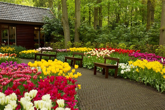 Sentier avec des bancs dans le jardin de printemps coloré, Keukenhof, Hollande