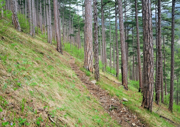 Sentier de bois dans la forêt d'été de pins sur la colline