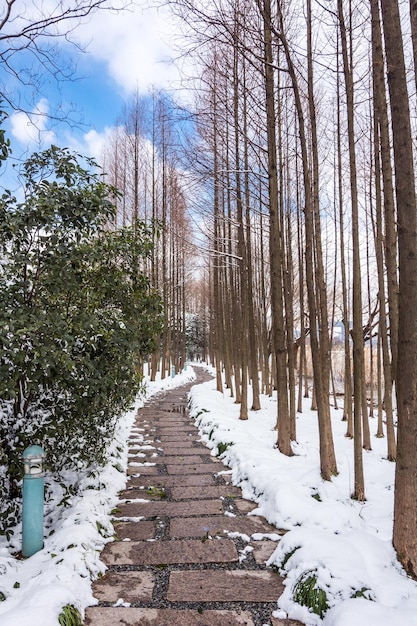 Sentier en bois dans le parc d'hiver