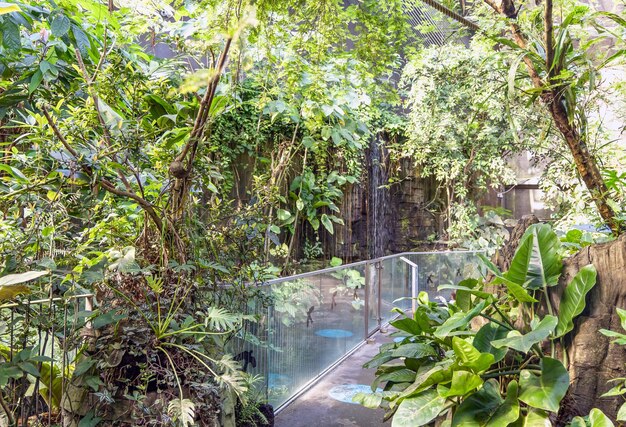 sentier en bois dans un parc tropical