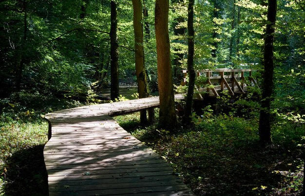 Un sentier en bois a été aménagé dans une forêt.