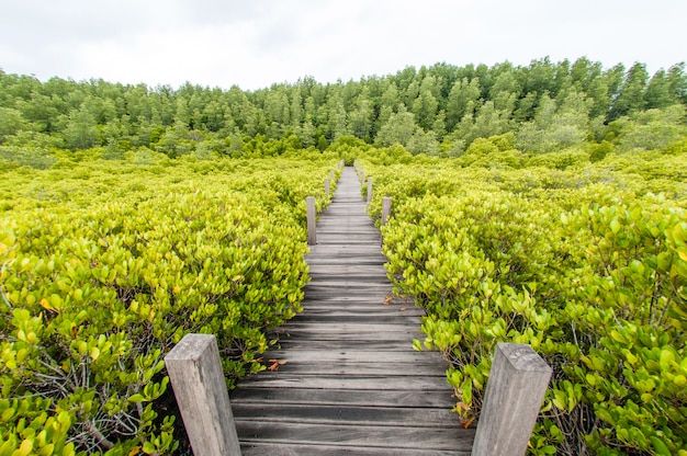 Sentier en bois qui mène directement dans la forêt