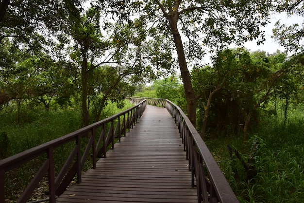 Sentier en bois surélevé qui traverse un parc de plantes Guayaquil