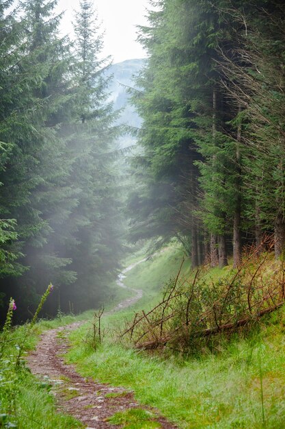 Sentier brumeux au Loch Lomond et le parc national des Trossachs Argyll and Bute Scotland UK