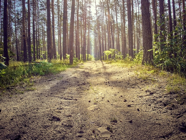 Sentier de campagne en forêt