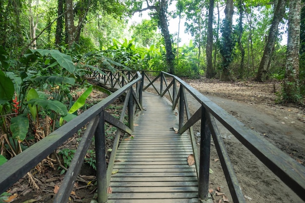 Sentier sur le chemin d'Arrecifes dans le parc naturel national de Tayrona en Colombie