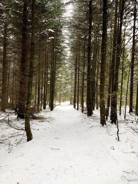 Photo un sentier couvert de neige au milieu des arbres de la forêt