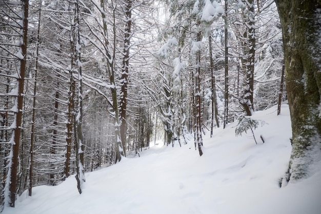 Sentier couvert de neige dans la forêt avec des branches le long du chemin Sentiers touristiques d'hiver dans les Carpates Ukraine