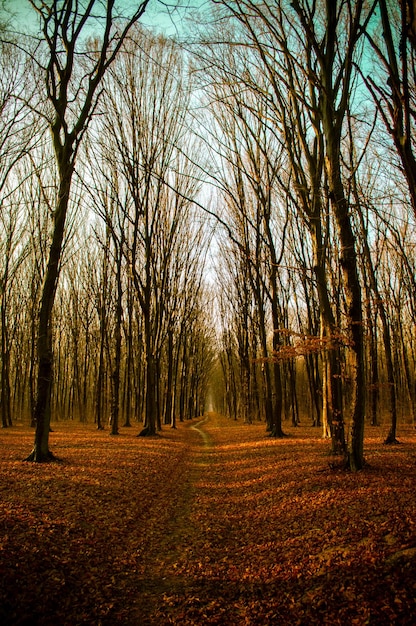 Sentier dans une belle forêt d'automne