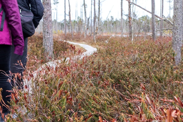 Un sentier dans les bois avec une personne marchant dessus