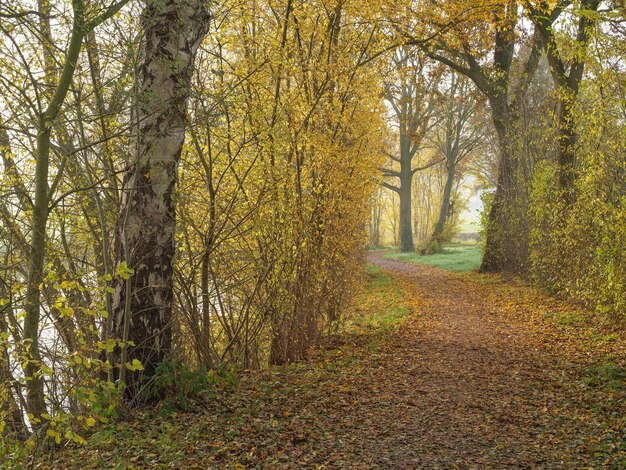 un sentier dans les bois avec un sentier sur lequel des feuilles sont tombées