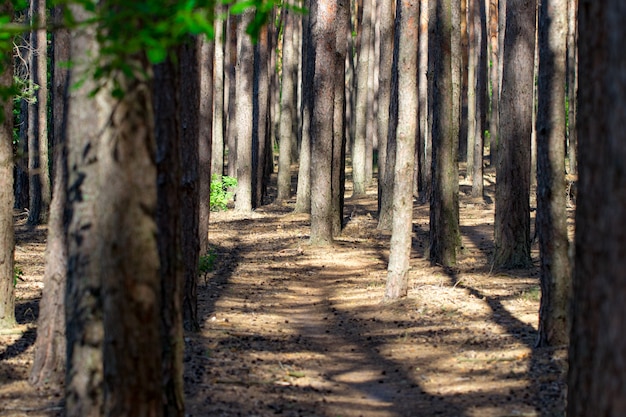 Le sentier dans le fond de la forêt de pins.