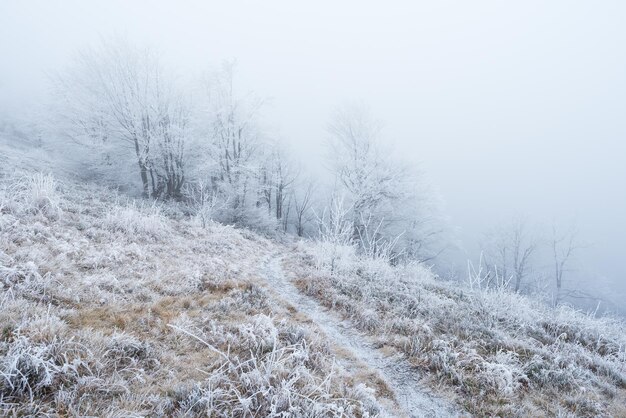 Sentier dans la forêt de montagne Rime sur les arbres et les plantes Paysage fantastique