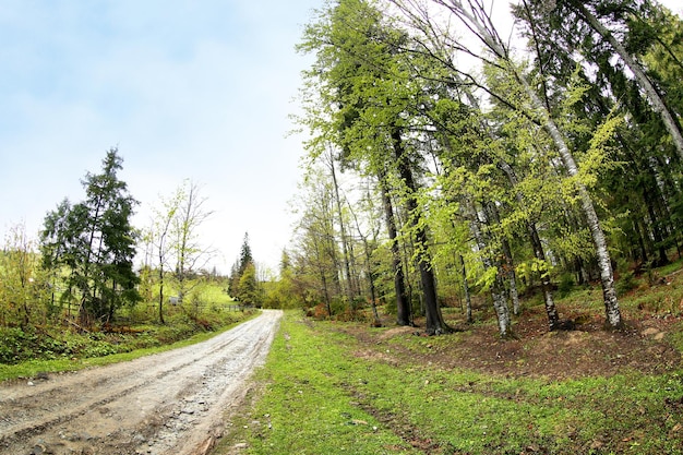 Sentier dans la forêt de montagne