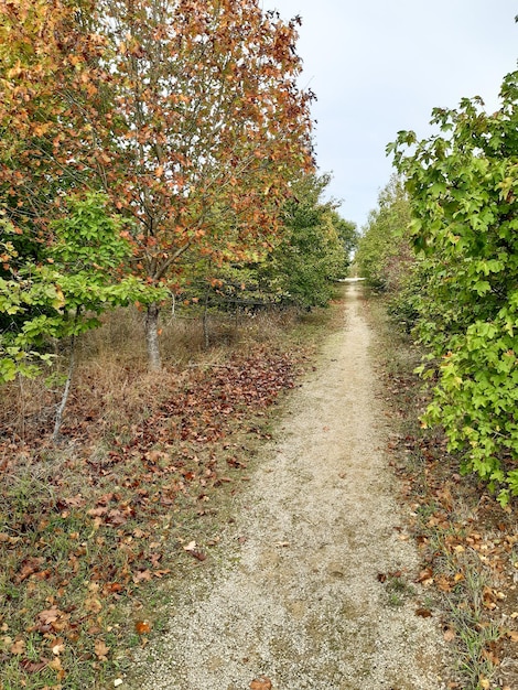 Sentier dans la forêt de pins du parc des landes en automne