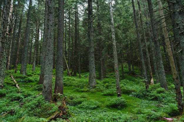Sentier dans une forêt de pins sombres sur les pentes de la montagne. Carpates, Ukraine, Europe. Monde de la beauté. Filtre vintage