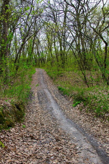 Sentier dans la forêt verte de printemps