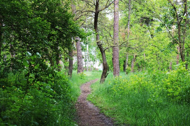 Sentier dans la forêt verte