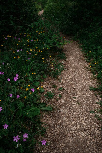 Sentier dans une forêt avec des violettes tout autour détendez-vous dans un parc naturel