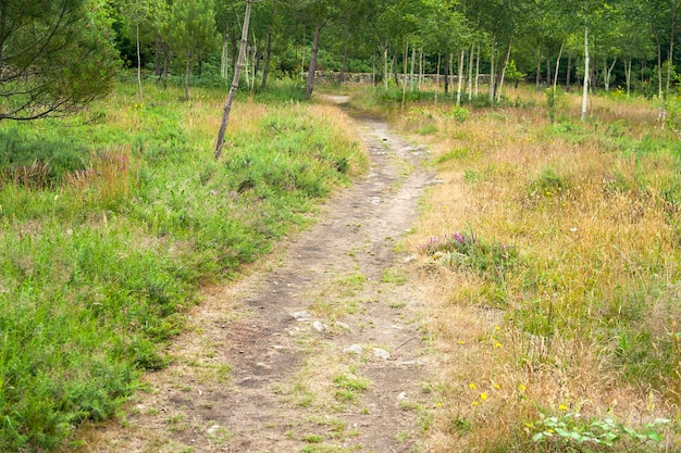 un sentier dans une forêt