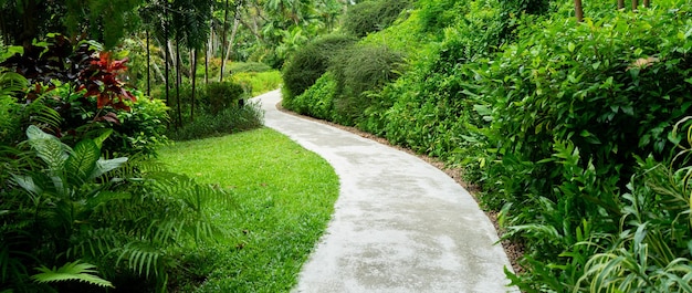 Sentier dans le jardin avec un bel arbre