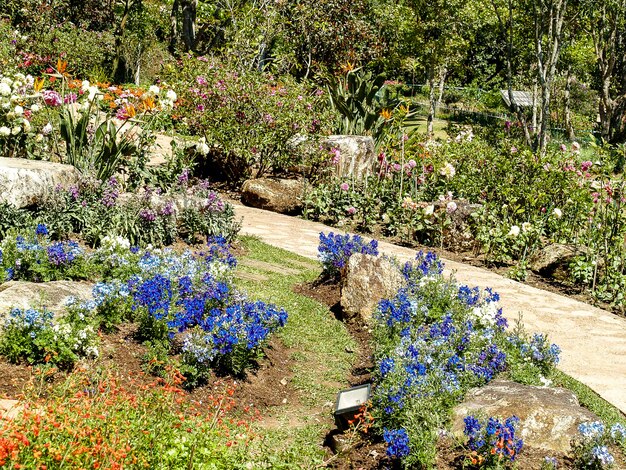 Sentier dans la jungle du jardin