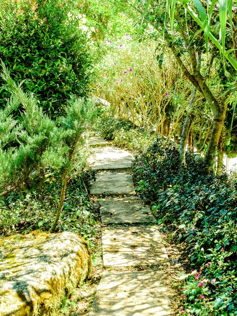 Sentier dans la jungle du jardin