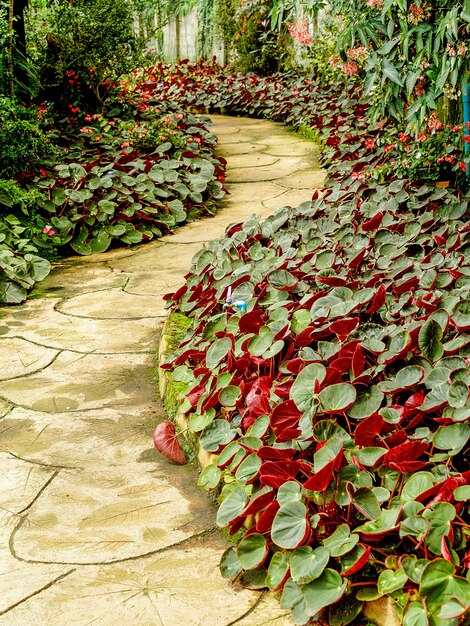 Sentier dans la jungle du jardin