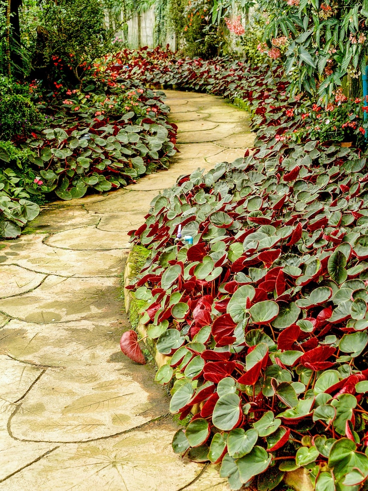 Photo sentier dans la jungle du jardin