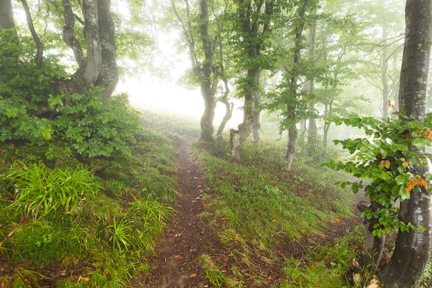 Sentier dans les mornigwoods disparaissant dans la brume matinale
