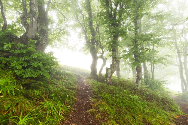 Sentier dans les mornigwoods disparaissant dans la brume matinale